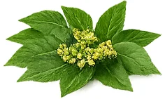 Sugar Veda Pro — गुड़मार (Gymnema sylvestre)